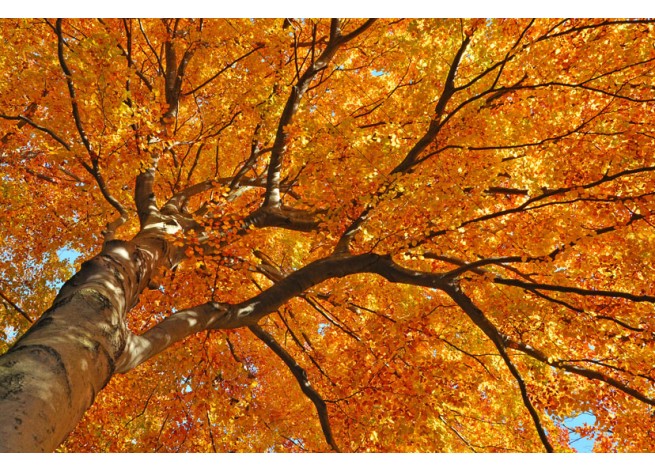 Фотообои Оранжевая листва бука